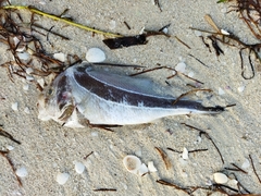 Eques lanceolatus