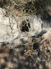 Sarcopoterium spinosum