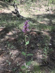 Agastache pallidiflora