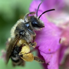 Andrena flavipes