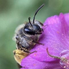 Andrena flavipes