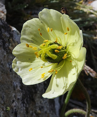 Papaver radicatum kluanense