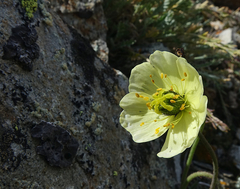Papaver radicatum kluanense