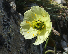 Papaver radicatum kluanense