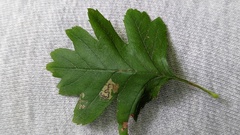 Stigmella hybnerella
