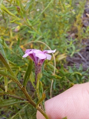 Coopernookia barbata