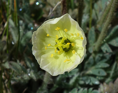 Papaver radicatum kluanense