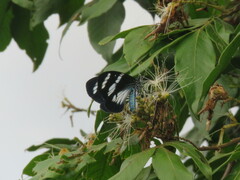 Heliconius doris