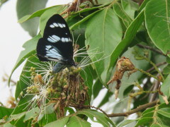 Heliconius doris