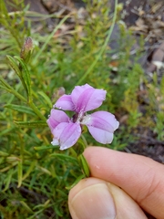 Coopernookia barbata