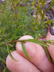 Coopernookia barbata