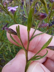 Coopernookia barbata