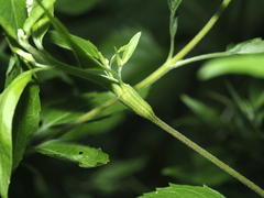 Neolasioptera eupatorii