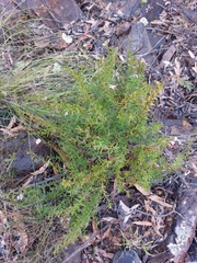 Coopernookia barbata