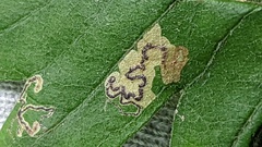 Stigmella hybnerella