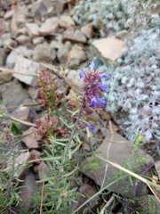 Hyssopus officinalis