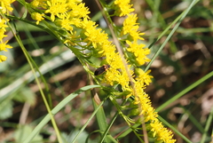 Ochrimnus lineoloides