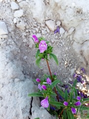 Galeopsis angustifolia