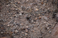 Pholisora