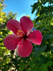 Hibiscus