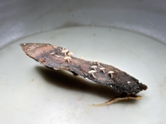 Strobilurus diminutivus