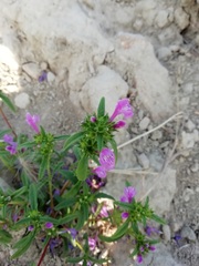 Galeopsis angustifolia