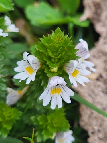 Image of Euphrasia picta by (c) Jacek Pietruszewski, some rights reserved (CC BY)