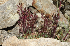 Draba lonchocarpa