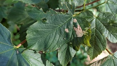 Phyllonorycter geniculella