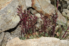 Draba lonchocarpa