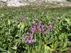 Primula parryi