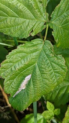 Coptotriche marginea