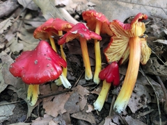 Hygrocybe acutoconica microspora