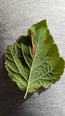 Coptotriche marginea