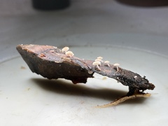 Strobilurus diminutivus