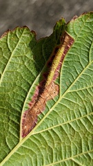 Coptotriche marginea