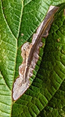 Coptotriche marginea