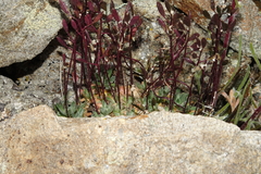 Draba lonchocarpa