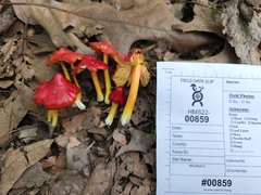 Hygrocybe acutoconica microspora