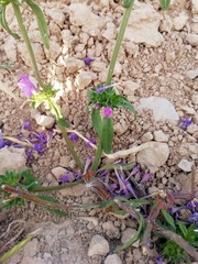 Galeopsis angustifolia
