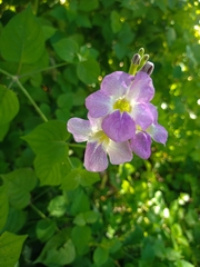 Asystasia gangetica