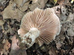 Russula eccentrica