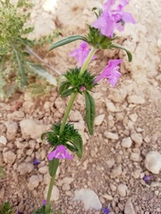 Galeopsis angustifolia