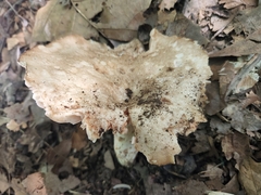 Russula eccentrica