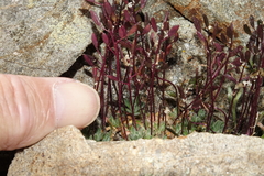 Draba lonchocarpa