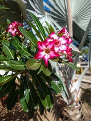 Adenium