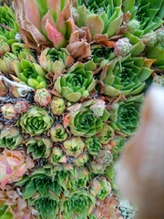 Sempervivum transcaucasicum