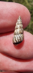Cochlicella acuta