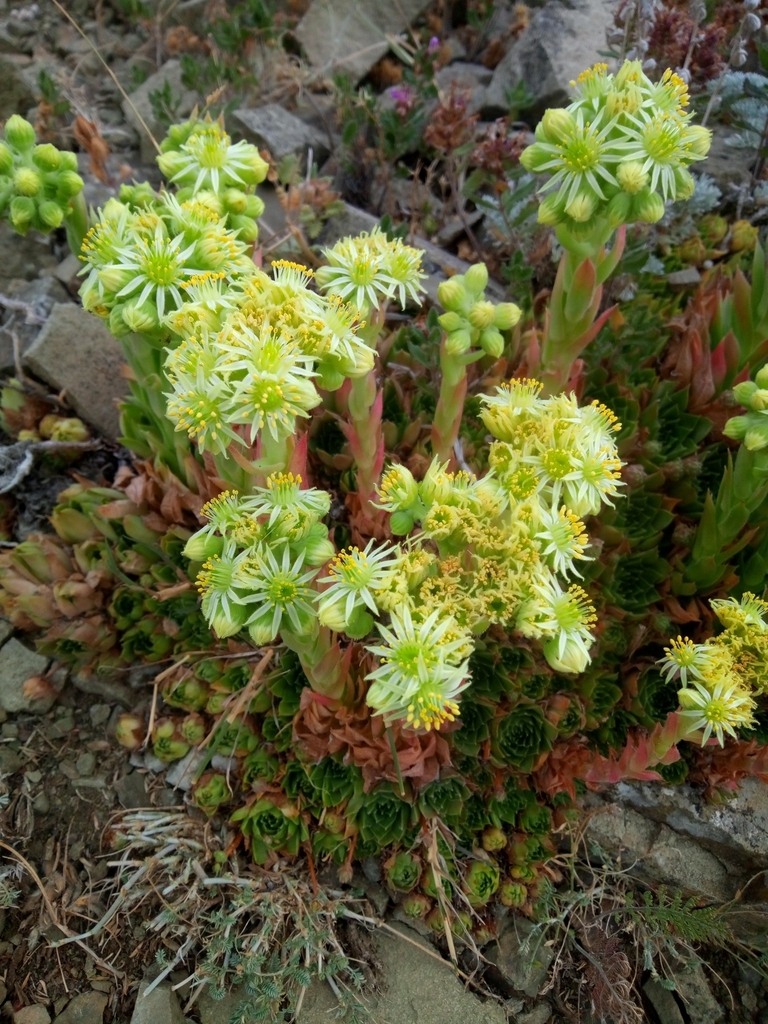 Sempervivum transcaucasicum