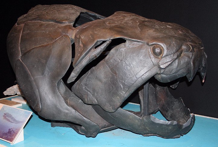 Arthrodire placoderms